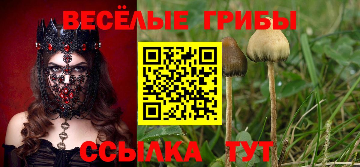 Галлюциногенные грибы Psilocybe  Псилоцибиновые грибы мицелий  Гусев  Вход с VPN 